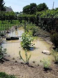Managing Water With Rain Gardens And