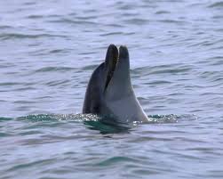 dolphin deep dive marine mammal