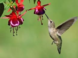 Hummingbird Plants For Shade Planting