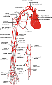 Vascular Anatomy Of The Upper Limbs Springerlink