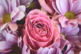 30 free pink rose flower images free