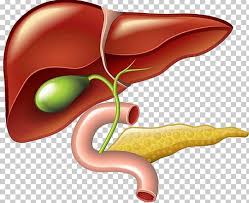 Start studying pancreas, liver and gallbladder. Liver And Gallbladder Pancreas Png Clipart Anatomy Bile Diagram Duodenum Fruit Free Png Download