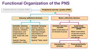 Functional Organization Of Peripheral Nervous System