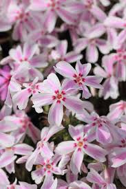 We did not find results for: 15 Best Spring Flowers Popular Flowers To Plant In Spring