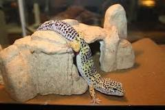 what-do-leopard-geckos-need-in-their-cage
