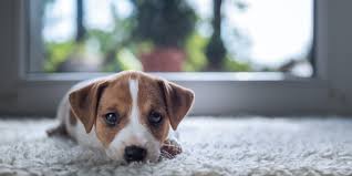 best carpet cleaners for dog urine