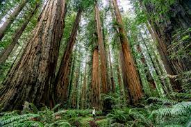things to do in redwood national park 2023