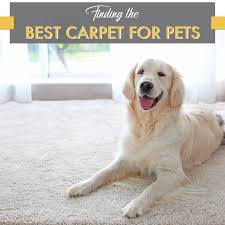 finding the best carpet for pets