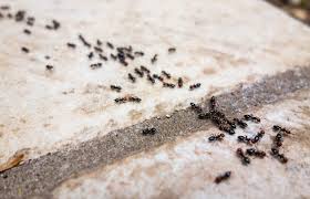 diy ant s that really work won
