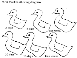 Systematic Pekin Duck Age Chart Body Weight And Growth
