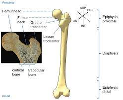 human proximal femur left image