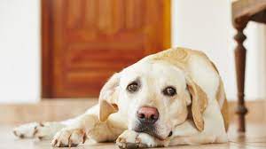 signs a dog with diabetes is dying petmd