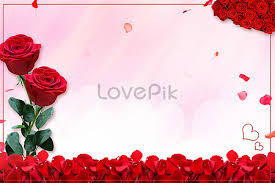 rose background images hd pictures for