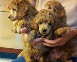 nc miniature poodle breeders akc