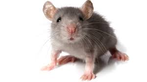 Image result for mice