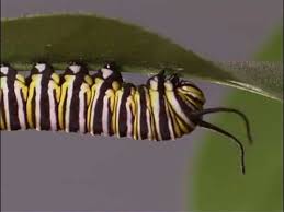 monarch caterpillars only eat milkweed