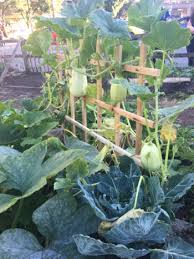 Growing Squash Everything You Need To