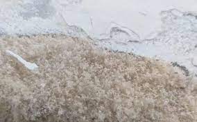Efflorescence And Mold Growth