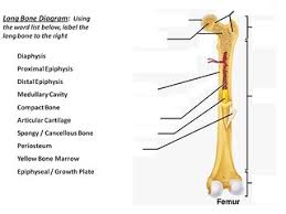 Bone diagram barca fontanacountryinn com. Long Bone Diagram Timothyakeller Flickr