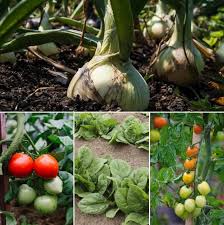 Vegetable Gardening Calendar In India A Full Guide