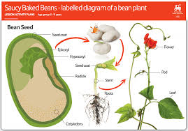 Different Parts Of Plant Diagram Large Size Bean Seeds