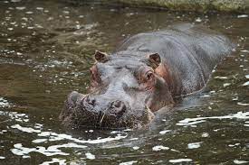 Hippopotame Amphibie | Zoo d'Amnéville