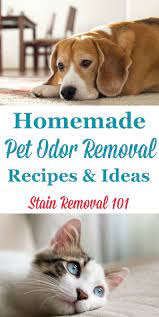 homemade pet odor removal recipes and ideas