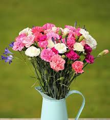 Can you send flowers by royal mail. Pinks Subscription Cornish Blooms