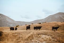 Image result for livestock in the mountains images