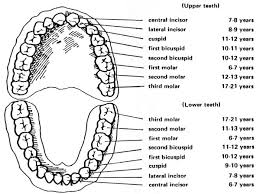 Tooth Eruption Dates Evansville Pediatric Dentistry