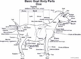 Goat Link Com The Goats Body