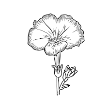 hand drawn open realistic flower with a