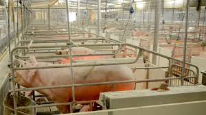 sow farrowing crates top 10 questions
