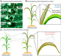 Synergistic dispersal of plant pathogen spores by jumping-droplet  condensation and wind | PNAS