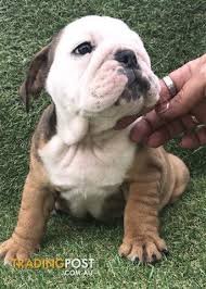Akc trained english bulldog puppies from our homes ready to join their new homes.these puppies are b. Exotic British Bull Dog Puppies