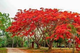 21 Stunning Trees With Red Flowers