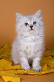The allergens are shed all over their environment with dead skin cells and saliva. 5 Adorable And Hypoallergenic Cat Breeds Lovetoknow