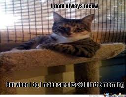 Stupid Cats by collin.s.snider - Meme Center via Relatably.com