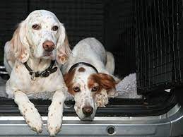 The level of pet shipping experience varies from member to member and each is individually responsible for the services they provide. Pet Transport Shipping Uship Canada