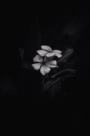 grayscale photo of flower with black