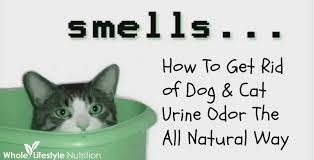 get rid of dog and cat urine odors the