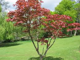 Acer Palmatum Bloodgood Japanese