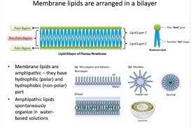 membrane lipids flashcards