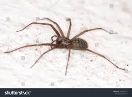 Giant House Spider Eratigena Atrica On Stock Photo Edit Now