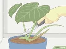 Should I propagate my philodendron?