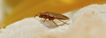 bed bug control treatment expert