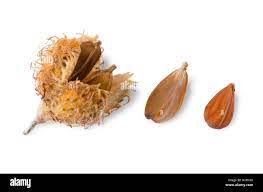European beechnuts on white background, also called mast. Burr and cupule  with seeds, nut and a shelled nut of European beech Stock Photo - Alamy