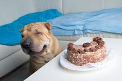 Can dogs eat human cake?