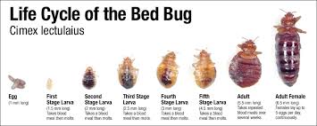 Bed Bugs Disease Outbreak Control