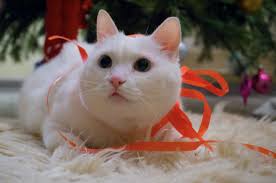 holiday hazards for cats why string